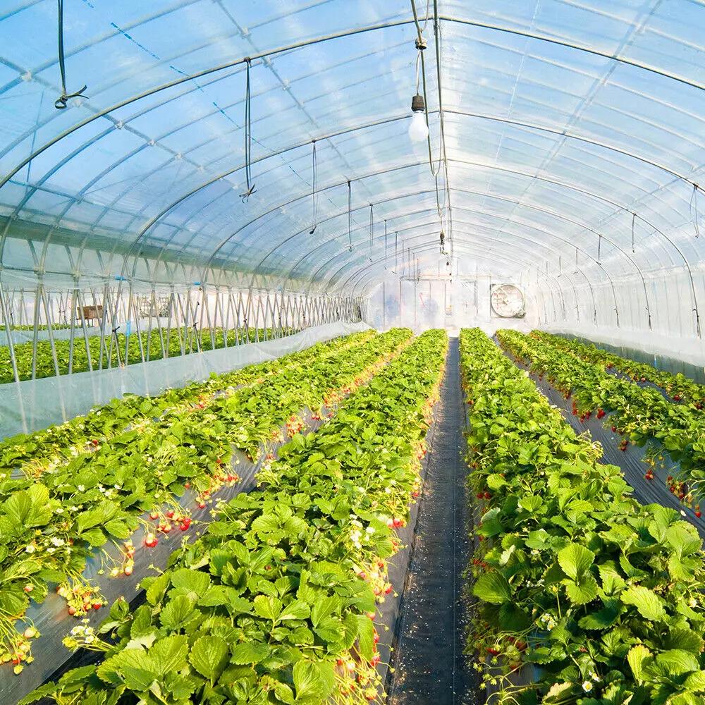 6 mil Greenhouse Plastic Film Sheeting Cover Large Size 100ft 50ft 40ft Length Available UV Resistant Clear Polyethylene Film Green House Hoop Farm Plastic Cover for Gardening Farming Agriculture